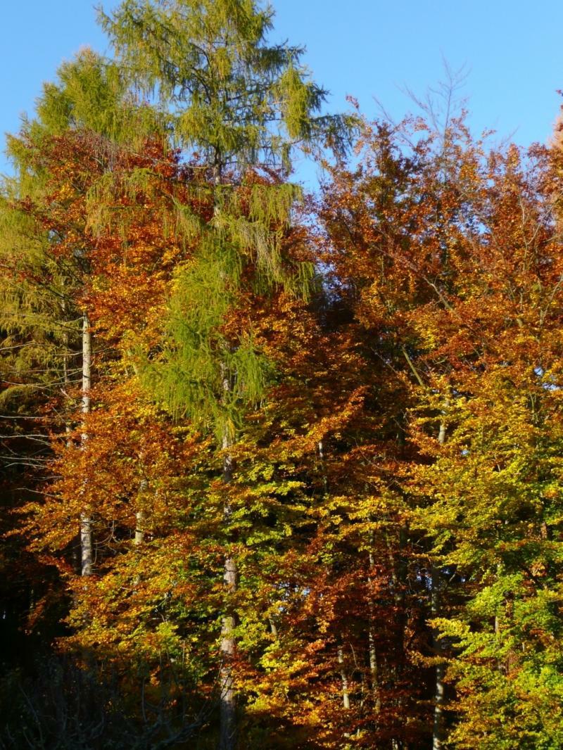 Goldener Herbst 2007